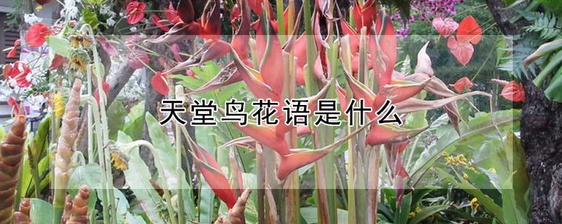 天堂鸟花语是什么（天堂鸟植物花语是什么意思）