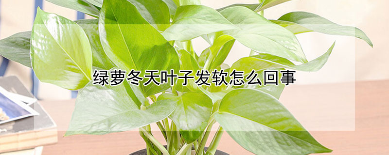 绿萝冬天叶子发软怎么回事（冬天大绿萝叶子蔫了变软是什么原因）