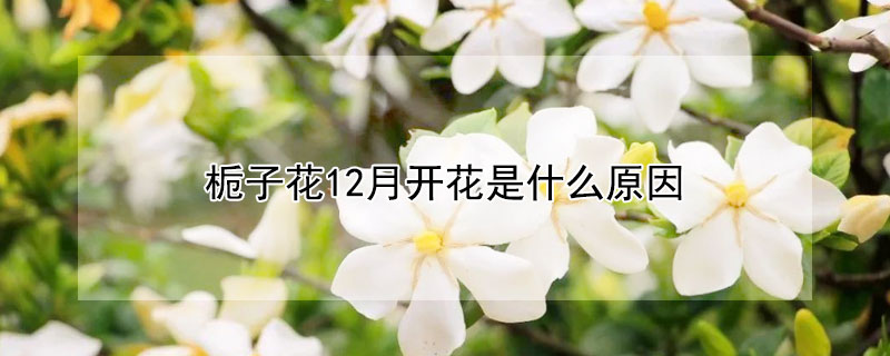 栀子花12月开花是什么原因（12月栀子花出了花苞还会开吗）