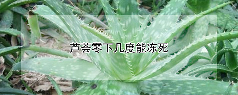 芦荟零下几度能冻死 芦荟多少温度下冻死