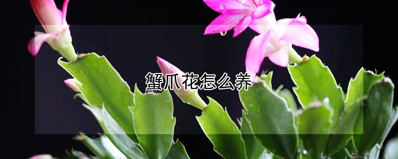蟹爪花怎么养 蟹爪花怎么养能开花