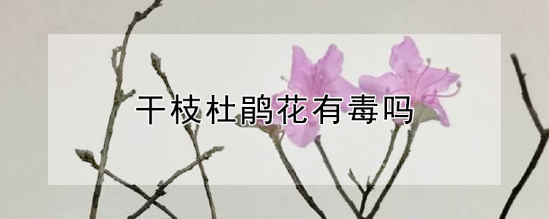 干枝杜鹃花有毒吗 杜鹃花枝叶有毒吗