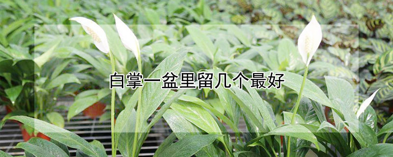 白掌一盆里留几个最好(白掌一盆里留几颗最好)