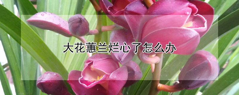 大花蕙兰烂心了怎么办（大花蕙兰烂叶子）