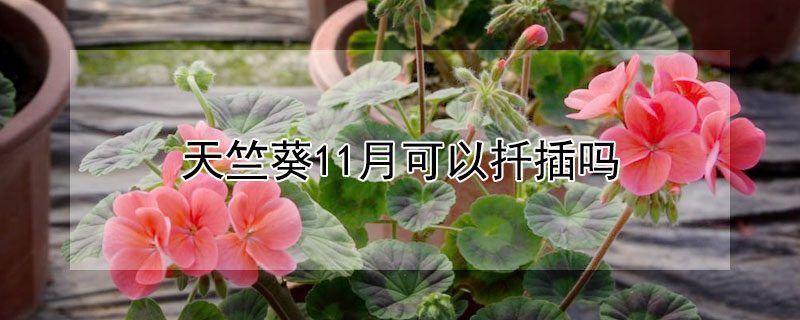 天竺葵11月可以扦插吗（天竺葵十月份可以扦插吗）