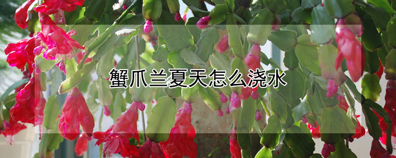 蟹爪兰夏天怎么浇水(蟹爪兰夏天怎么浇水养)