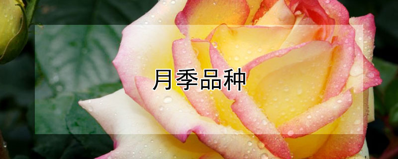 月季品种（月季品种名称及图片）