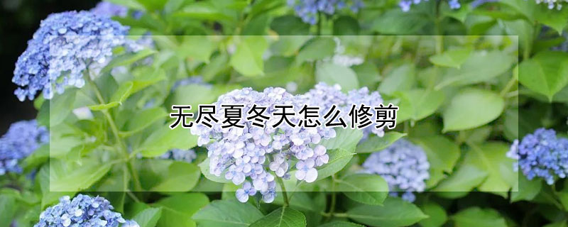 无尽夏冬天怎么修剪（无尽夏过冬前怎么修剪）