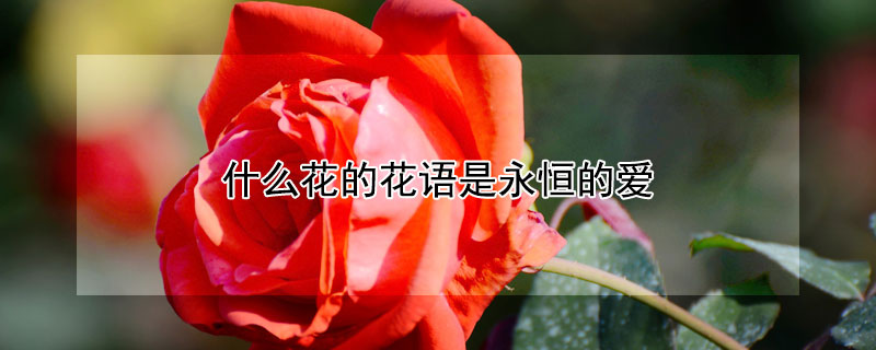 什么花的花语是永恒的爱（什么花的花语是永恒的爱与美）