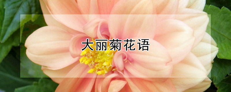 大丽菊花语（大丽菊花语和寓意）