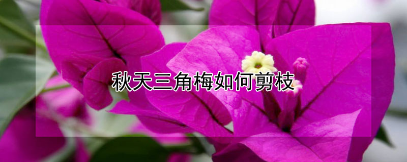 秋天三角梅如何剪枝（三角梅秋天剪枝可以吗）