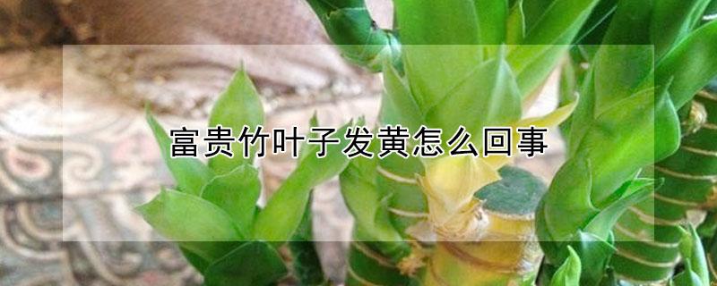 富贵竹叶子发黄怎么回事 富贵竹叶子发黄是怎么回事?