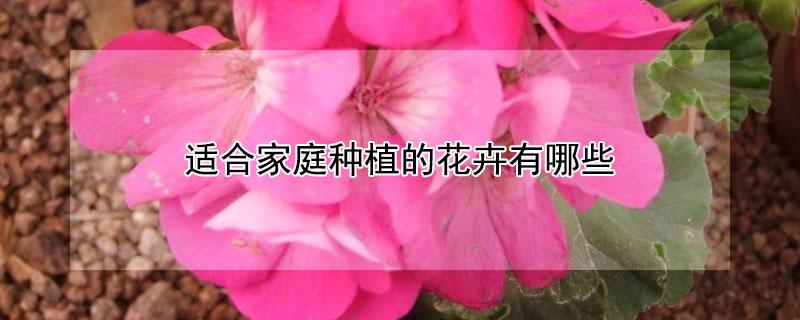 天竺葵冬天可以扦插吗 天竺葵夏天可以扦插吗