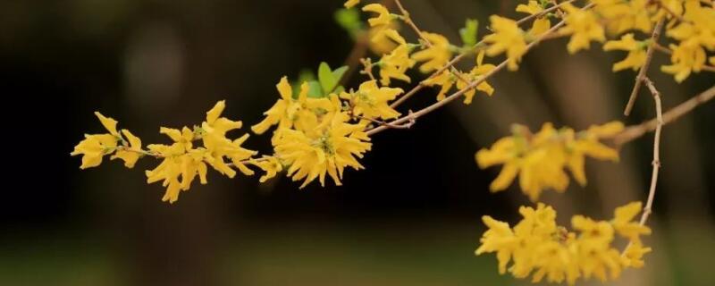 金钟花的花语（金钟花语是什么）