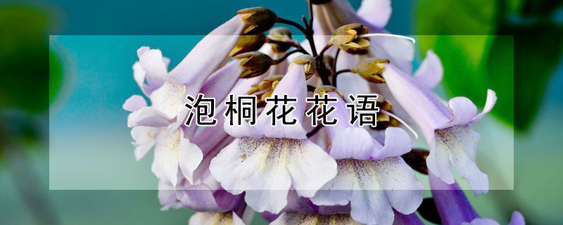 泡桐花花语（桐花的花语是什么）