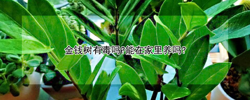 金钱树有毒吗?能在家里养吗?（金钱树可以放在外面养吗）