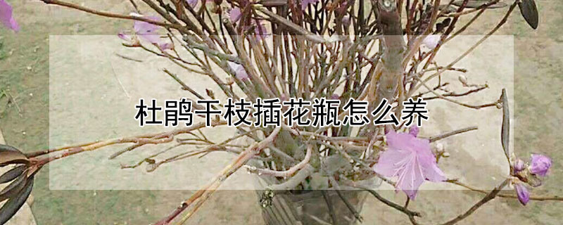 杜鹃干枝插花瓶怎么养 杜鹃花枝子怎样能插活