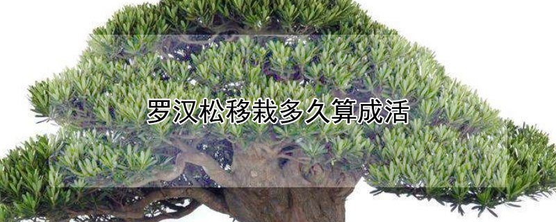 罗汉松移栽多久算成活(罗汉松移栽后大约多少时间成活)