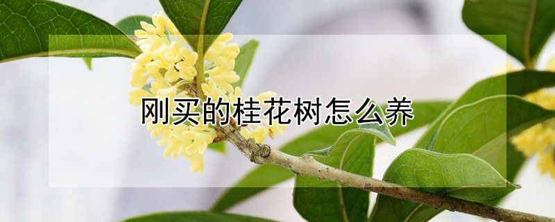 刚买的桂花树怎么养（新买桂花树的养殖方法和注意事项）