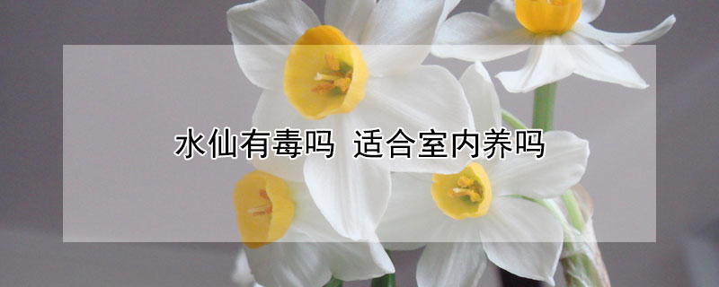 水仙有毒吗（粉色水仙花有毒吗）