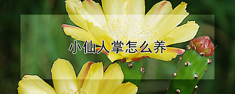 小仙人掌怎么养 小仙人掌怎么养才能长好