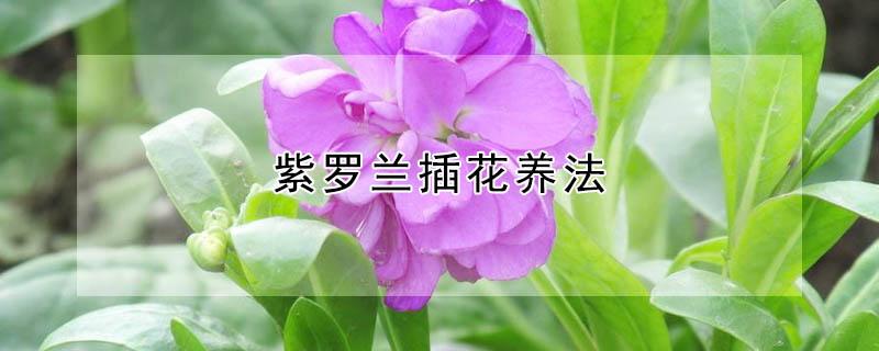 紫罗兰插花养法（紫罗兰花盆栽方法）