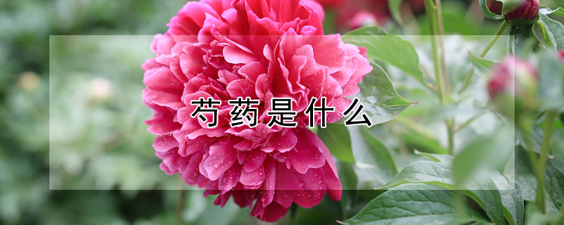 芍药是什么（芍药是什么中药）