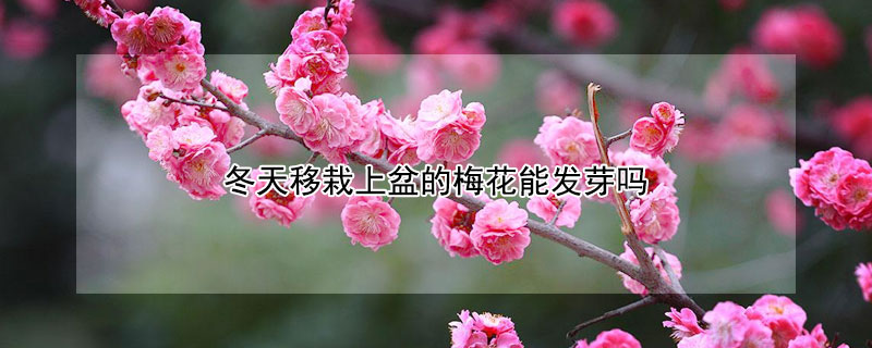 冬天移栽上盆的梅花能发芽吗 秋季移栽梅花能发芽吗