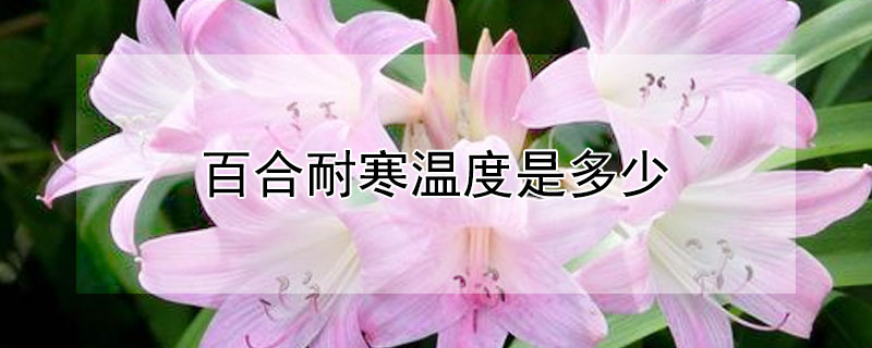 百合耐寒温度是多少（百合耐寒温度是多少度）