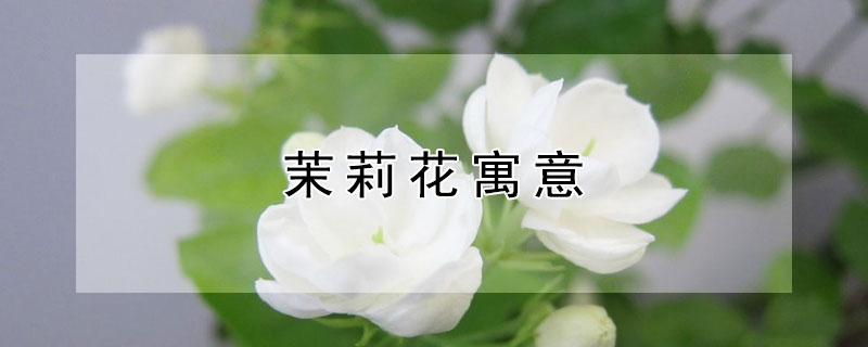 茉莉花寓意 茉莉花寓意和象征风水