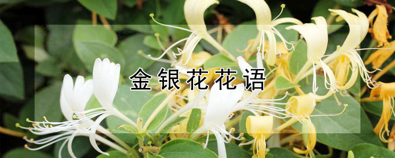 金银花花语 金银花花语是什么
