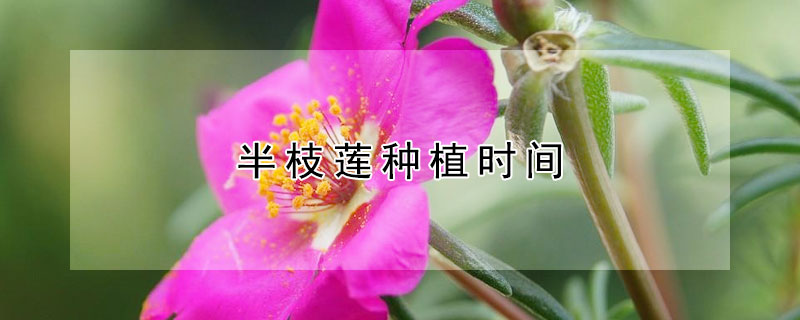 半枝莲种植时间 半枝莲几月种植,几月收获