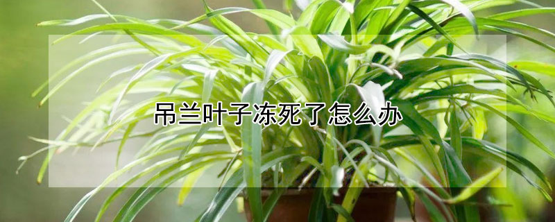 吊兰叶子冻死了怎么办(吊兰叶子冻伤了怎么办)