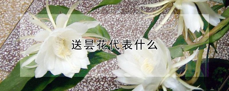 送昙花代表什么(送人昙花好吗)