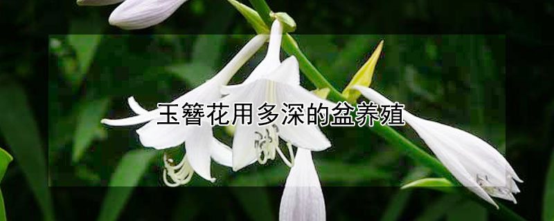 玉簪花用多深的盆养殖（玉簪花养殖技巧）