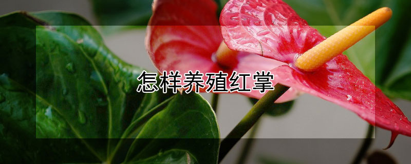怎样养殖红掌（怎样养殖红掌花）