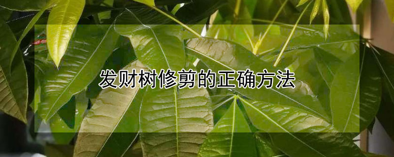 发财树修剪的正确方法 发财树的修剪方法和注意事项