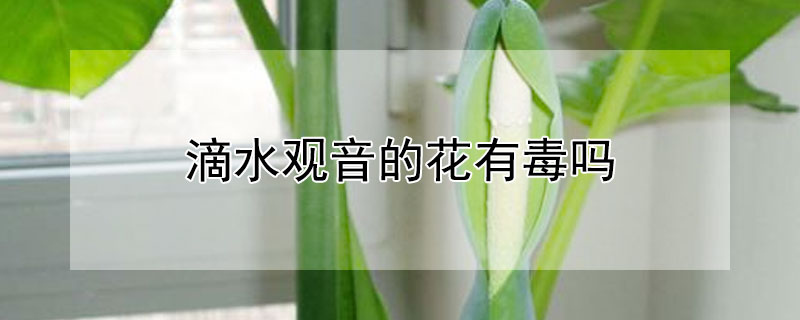 滴水观音的花有毒吗（滴水观音的花有毒吗在室内养好吗）