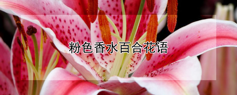 粉色香水百合花语 粉香水百合花语是什么