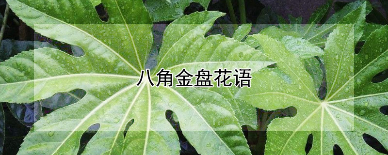 八角金盘花语（八角金盘花图片大全）