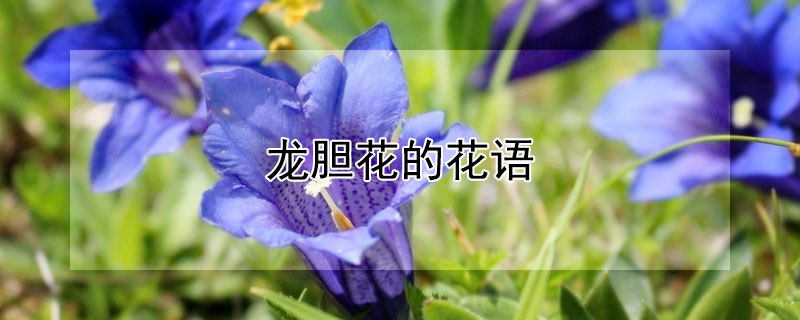 龙胆花的花语（白色龙胆花的花语）