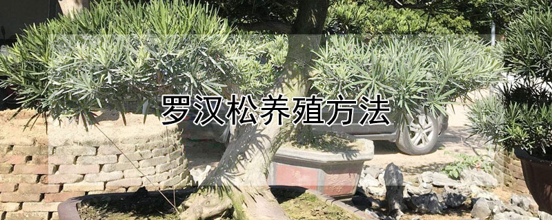 罗汉松养殖方法 罗汉松养殖方法和注意事项 盆栽