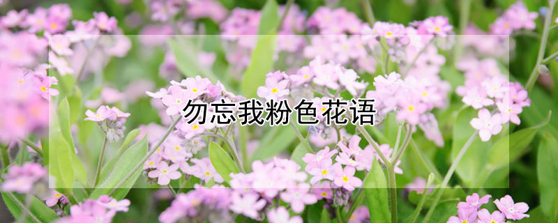 勿忘我粉色花语（勿忘我粉色花语是什么苹果手机怎么把通讯录转到卡上）