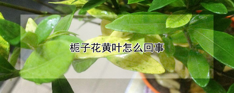 栀子花黄叶怎么回事 移植的栀子花黄叶怎么回事
