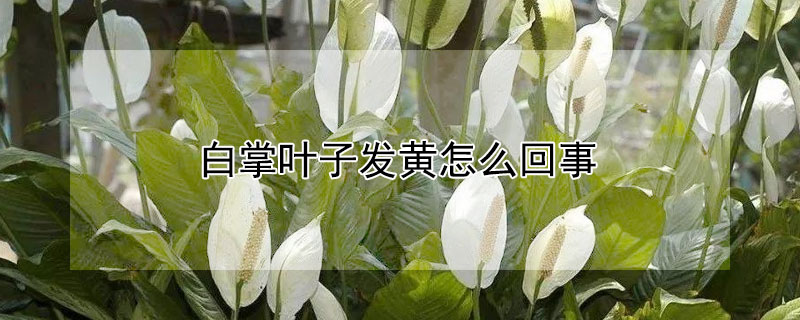 白掌叶子发黄怎么回事（水培白掌叶子发黄怎么回事）