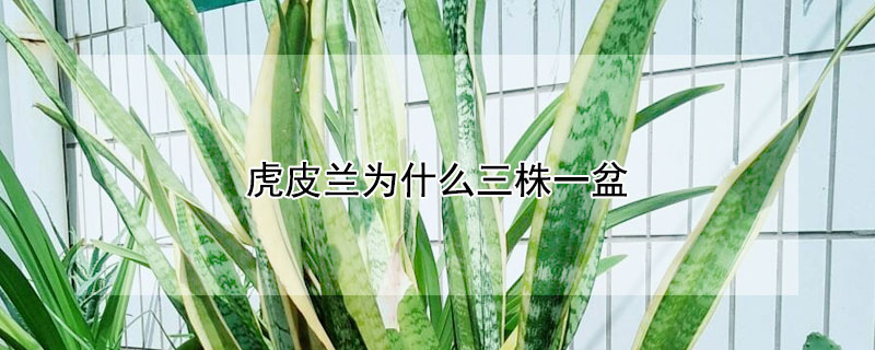 虎皮兰为什么三株一盆（虎皮兰为何一盆种三朵）