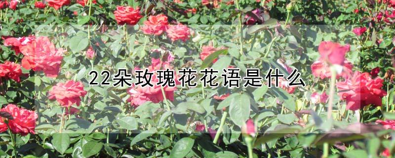 22朵玫瑰花花语是什么（22朵玫瑰花花语是什么意思）