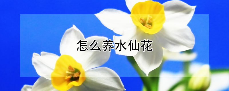 怎么养水仙花 怎么养水仙花才是正确的