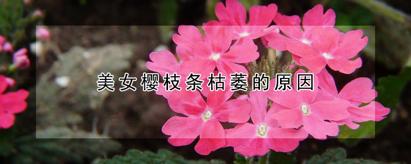 美女樱枝条枯萎的原因 美女樱为什么会干枯