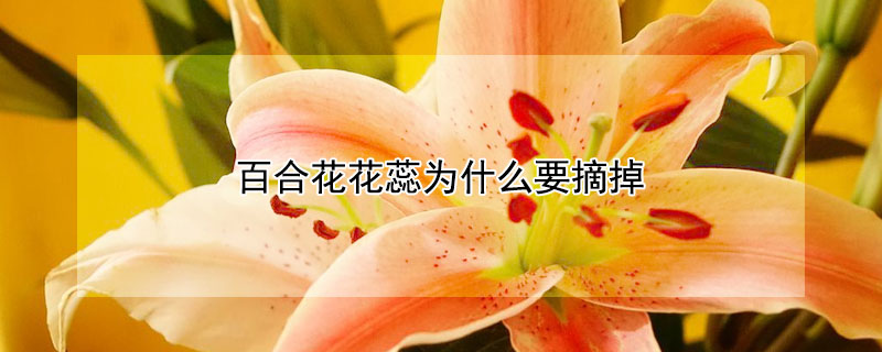 百合花花蕊为什么要摘掉 为什么把百合花的花蕊摘掉